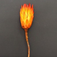 Floare decorativa Protea