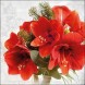 Servetele Red Amaryllis 33x33 cm